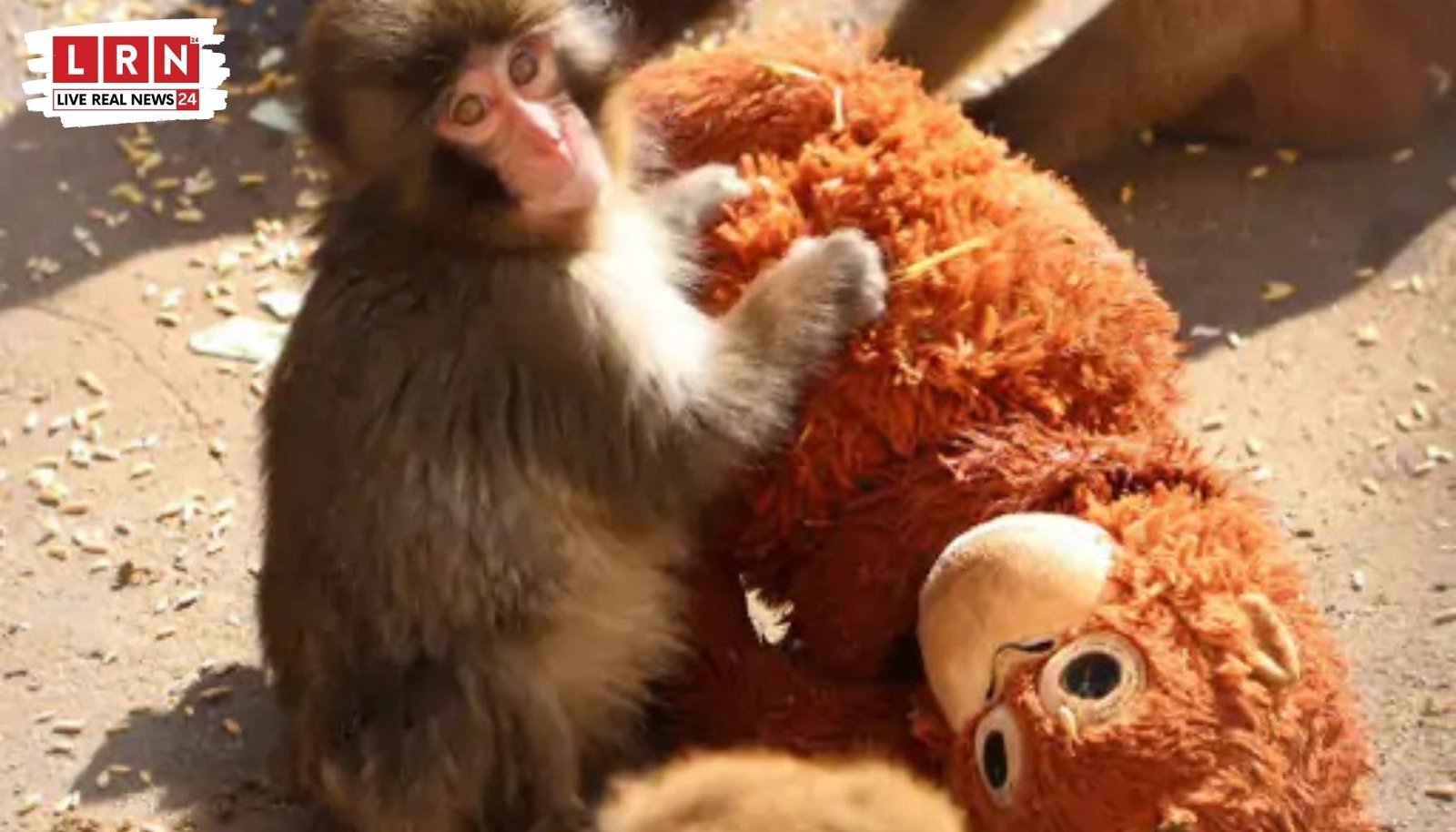 इचिकावा सिटी जू में बेबी मकाक पंच-कुन अपने ओरांगुटान खिलौने से चिपका हुआ