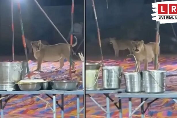 Lioness in Wedding Video में शादी के पंडाल में घूमती दो शेरनियां