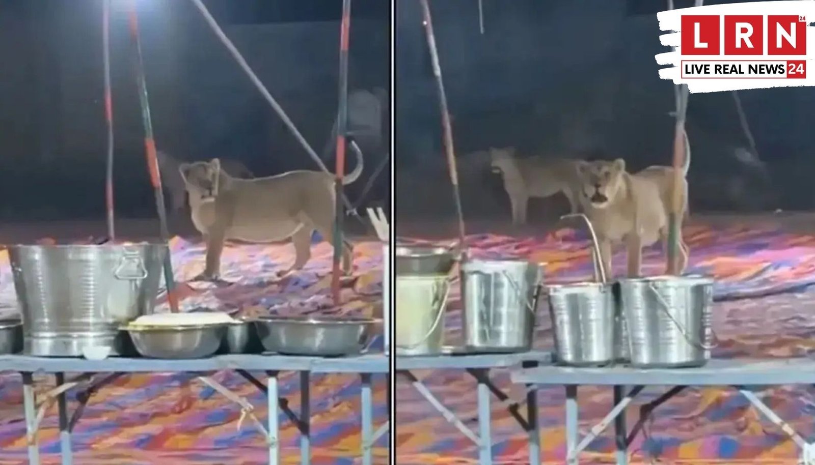 Lioness in Wedding Video में शादी के पंडाल में घूमती दो शेरनियां