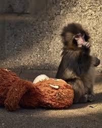 मां द्वारा ठुकराए जाने के बाद पंच-कुन ओरांगुटान खिलौने से लगाव दिखाते हुए