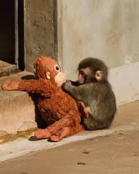 मां द्वारा ठुकराए जाने के बाद पंच-कुन ओरांगुटान खिलौने से लगाव दिखाते हुए