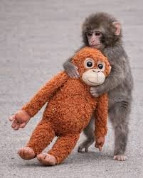 मां द्वारा ठुकराए जाने के बाद पंच-कुन ओरांगुटान खिलौने से लगाव दिखाते हुए