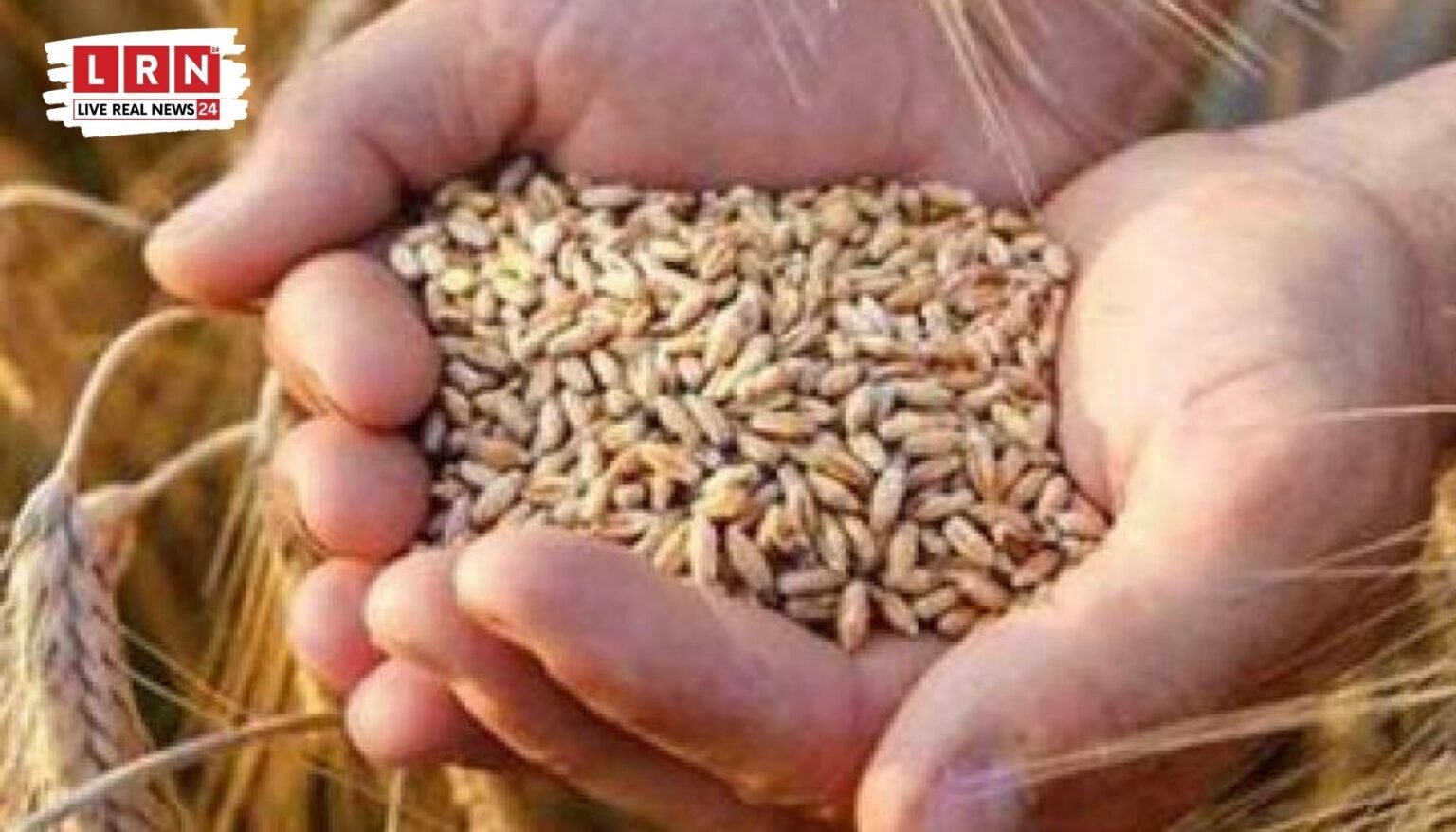 कल से शुरू होगी गेहूं खरीद: ₹2585 MSP, 48 घंटे में भुगतान; 3574 केंद्र तैयार, किसानों को बड़ी राहत